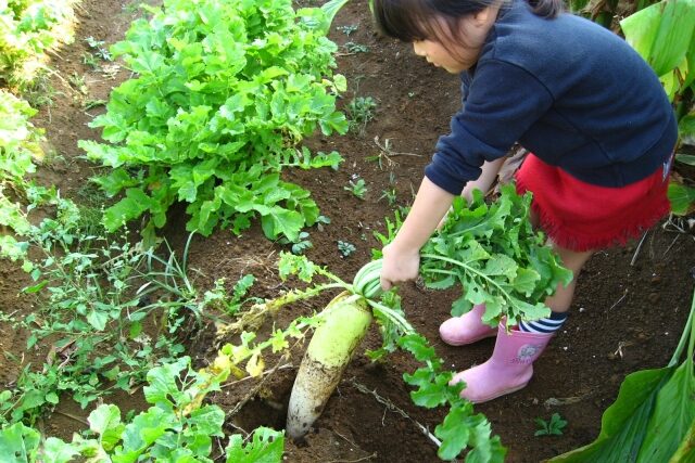 体験農園