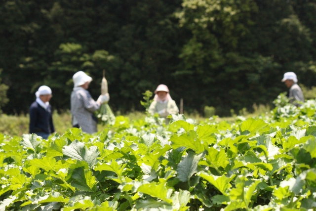 JAやスーパーとの共同イベント