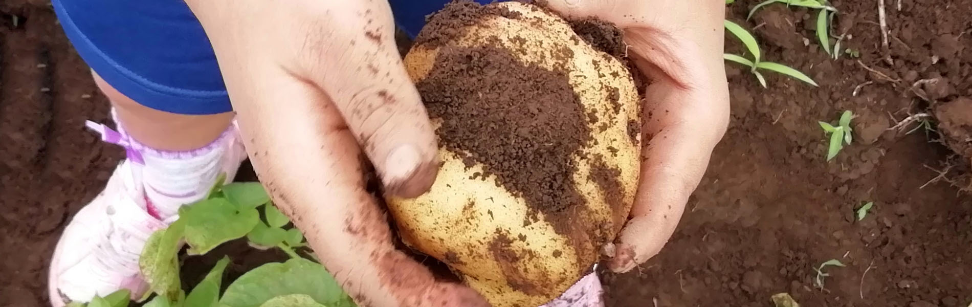 みんなのアグリパーク