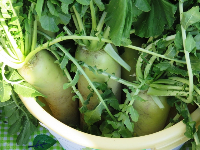 ハウス開放型産直