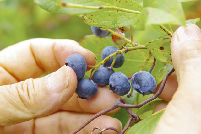 一般参加型収穫体験