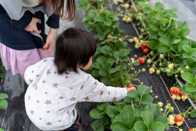 一般参加型収穫体験