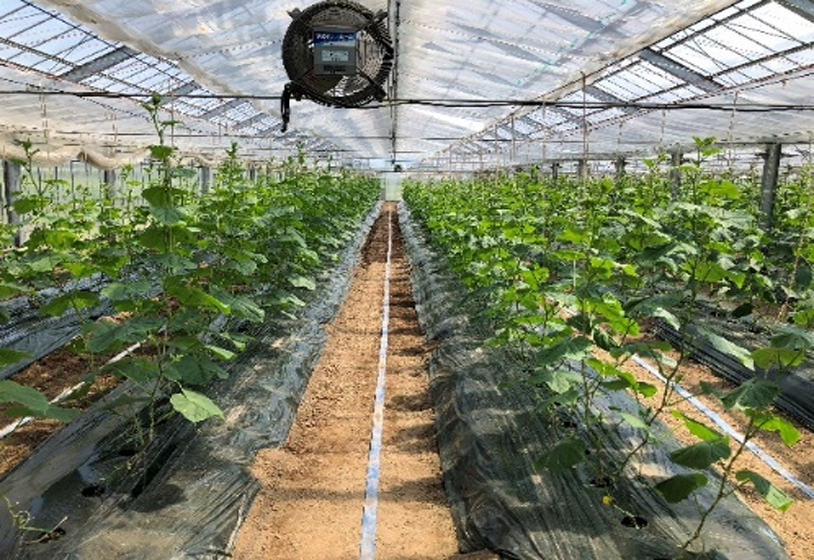 きゅうりハウス82a