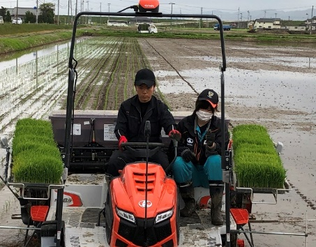 田植え作業